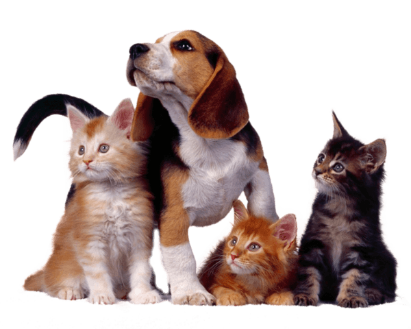 Perro y gato NyxPet